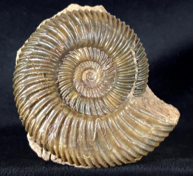 Parkinsonia parkinsoni (SOWERBY 1821) - Bild &copy; FossNet FossilienStore